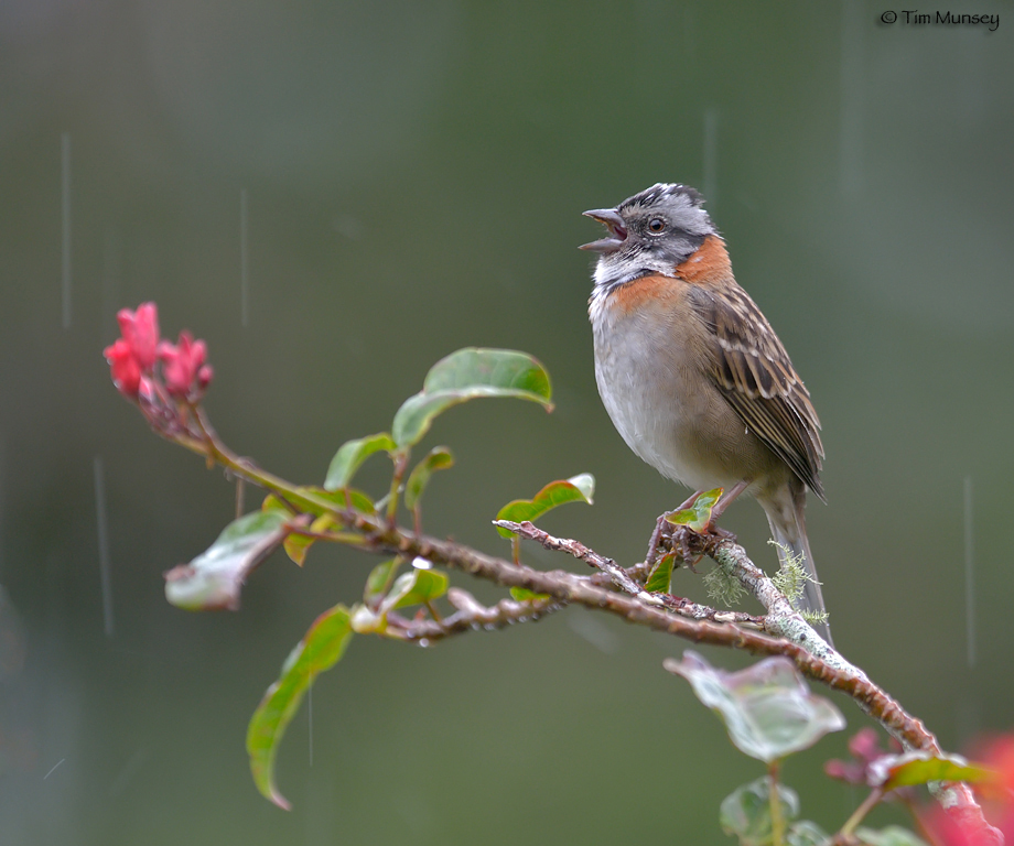 Singing in The Rain